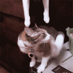 Caturday gif of cats kissing upside down