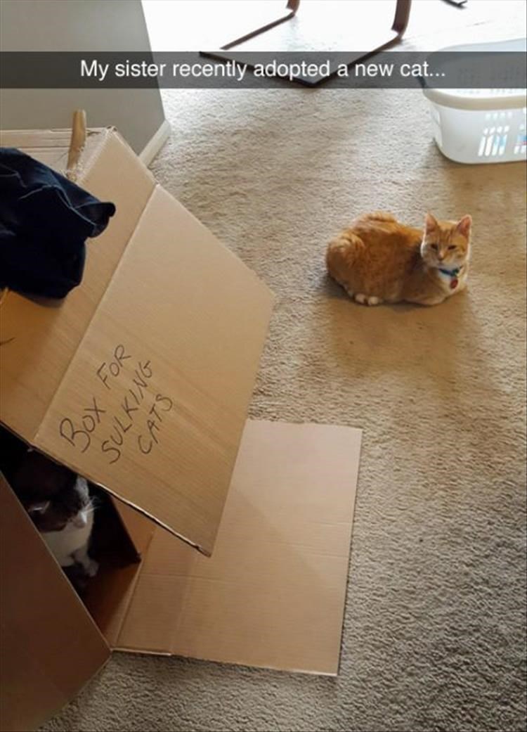 Caturday meme of a sulky cat hiding in a box