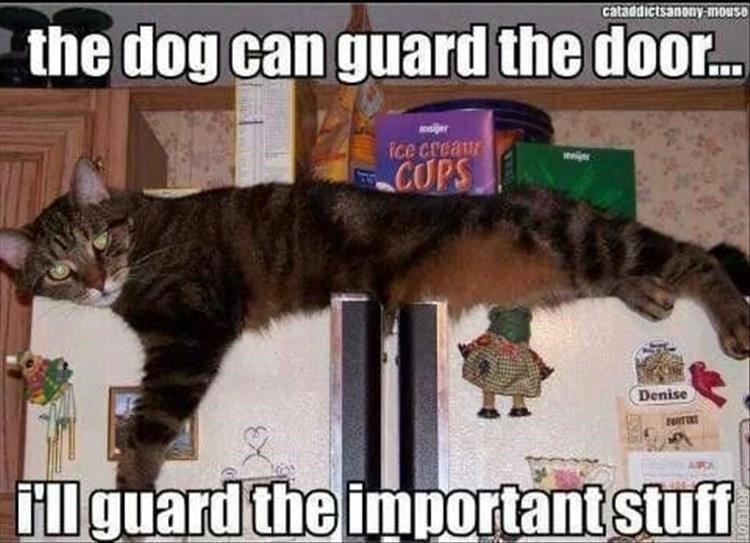 Caturday meme of a cat guarding a fridge