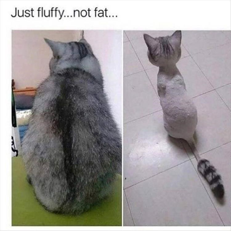 Caturday meme about a cat whose fur makes it look twice its size