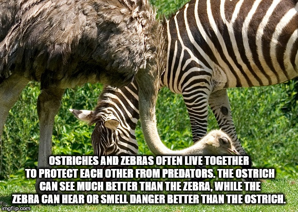 ostrich and zebra symbiotic relationship - Ostriches And Zebras Often Live Together To Protect Each Other From Predators. The Ostrich Can See Much Better Than The Zebra, While The Zebra Can Hear Or Smell Danger Better Than The Ostrich. imgflip.com