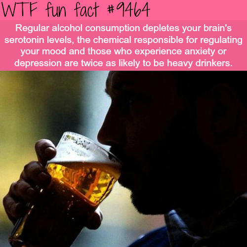 people drinking alcohol - Wtf fun fact Regular alcohol consumption depletes your brain's serotonin levels, the chemical responsible for regulating your mood and those who experience anxiety or depression are twice as ly to be heavy drinkers.