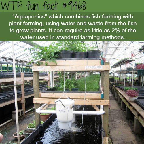 aquaponics garden - Wtf fun fact "Aquaponics" which combines fish farming with plant farming, using water and waste from the fish to grow plants. It can require as little as 2% of the water used in standard farming methods.