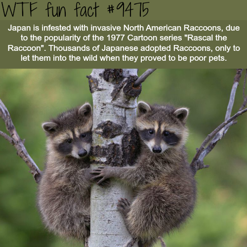 raccoon on tree - Wtf fun fact Japan is infested with invasive North American Raccoons, due to the popularity of the 1977 Cartoon series "Rascal the Raccoon". Thousands of Japanese adopted Raccoons, only to let them into the wild when they proved to be po