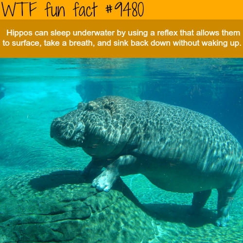 wtf facts - Wtf fun fact Hippos can sleep underwater by using a reflex that allows them to surface, take a breath, and sink back down without waking up.