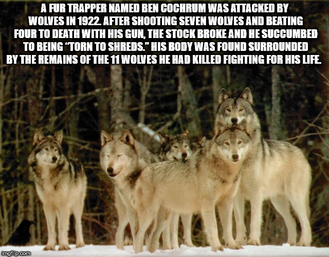 family wolf pack - A Fur Trapper Named Ben Cochrum Was Attacked By Wolves In 1922. After Shooting Seven Wolves And Beating Four To Death With His Gun, The Stock Broke And He Succumbed To Being 'Torn To Shreds." His Body Was Found Surrounded By The Remains