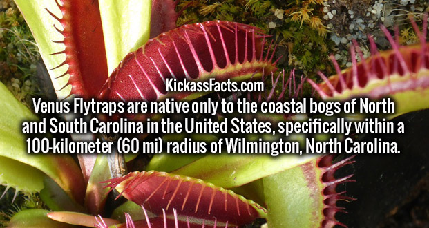 venus fly trap - Ww KickassFacts.com Venus Flytraps are native only to the coastal bogs of North and South Carolina in the United States, specifically within a 100kilometer 60 mi radius of Wilmington, North Carolina.