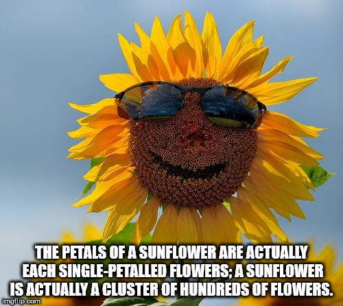 good morning folks - The Petals Of A Sunflower Are Actually Each SinglePetalled Flowers A Sunflower Is Actually A Cluster Of Hundreds Of Flowers. imgflip.com