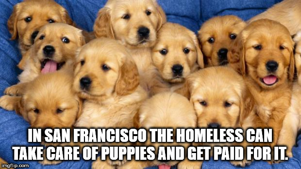 dog babies - In San Francisco The Homeless Can Take Care Of Puppies And Get Paid For It. imgflip.com