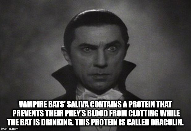 photo caption - Vampire Bats' Saliva Contains A Protein That Prevents Their Prey'S Blood From Clotting While The Bat Is Drinking. This Protein Is Called Draculin. imgflip.com