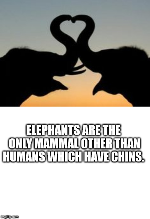 silhouette - Elephants Are The Only Mammal Other Than Humans Which Have Chins. imgil.com