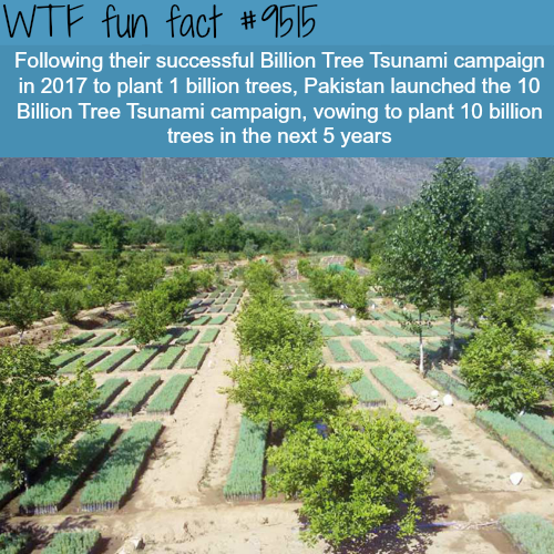 Billion Tree Tsunami - Wtf fun fact ing their successful Billion Tree Tsunami campaign in 2017 to plant 1 billion trees, Pakistan launched the 10 Billion Tree Tsunami campaign, vowing to plant 10 billion trees in the next 5 years