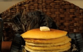 caturday gif of a cat stealing a pancake