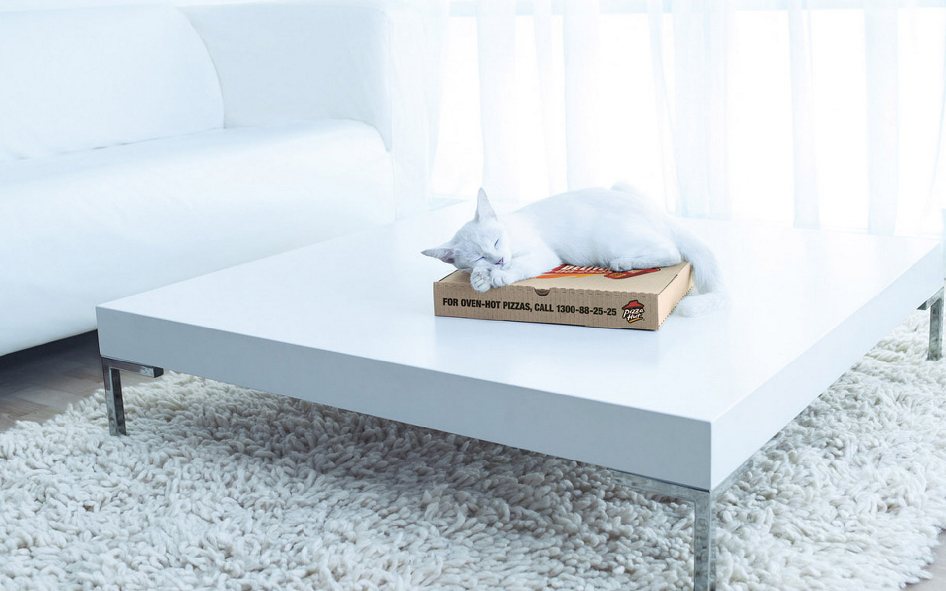 caturday gif of a cat sleeping on top of a pizza box