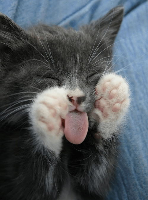 caturday pic of a cat with its tongue out