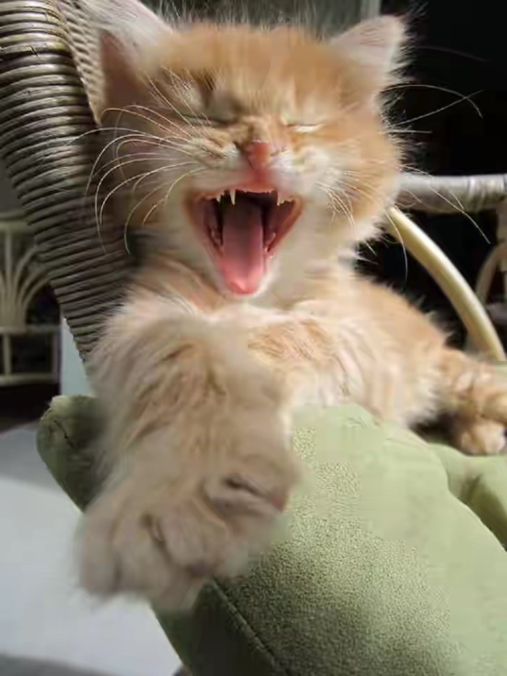 caturday pic of a kitten mid yawning