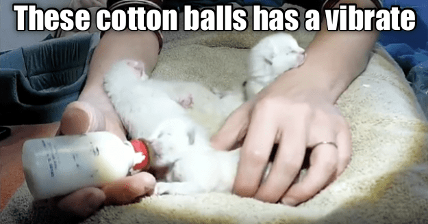 caturday meme about kittens looking like cotton balls