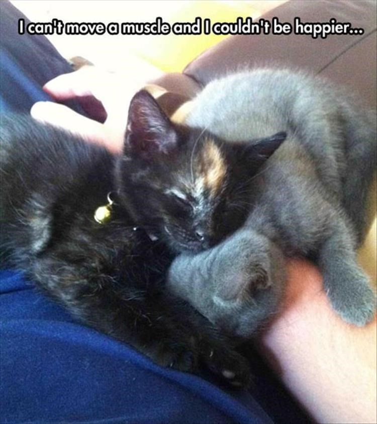 caturday meme about not wanting to wake up sleeping kittens