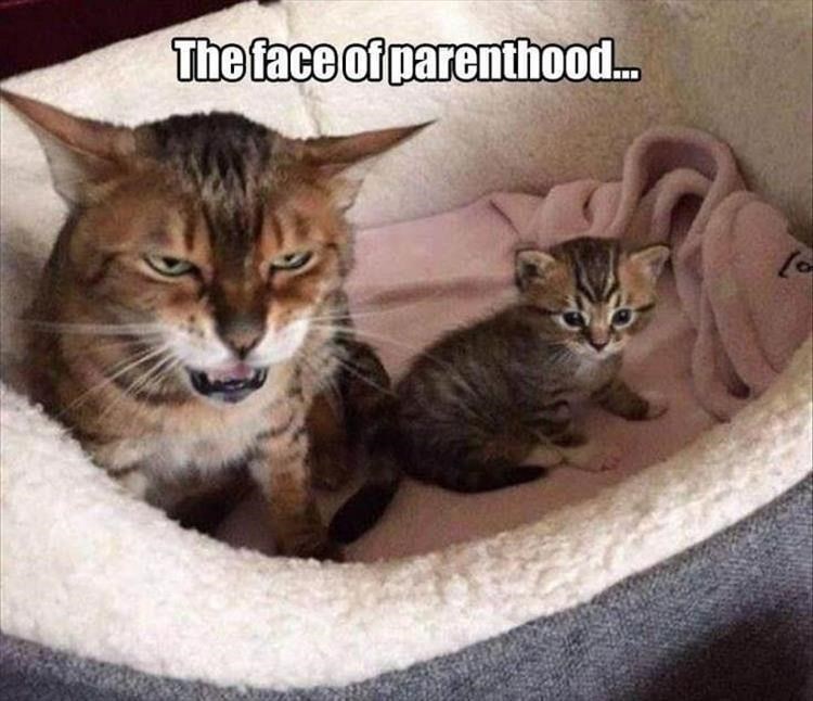 caturday meme with pic of grumpy mama cat next to a kitten