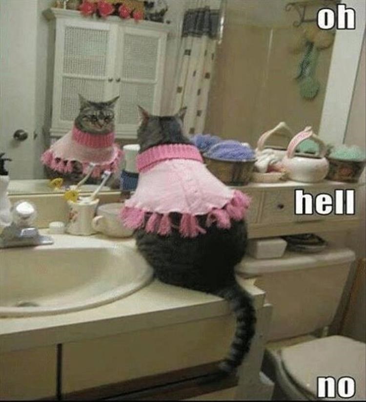 caturday meme of a cat trying on an unflattering piece of clothing