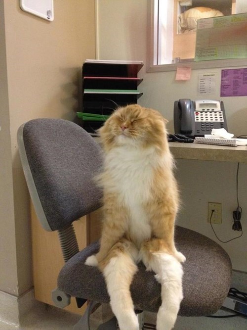 caturday pic of a cat sitting on a chair like a human