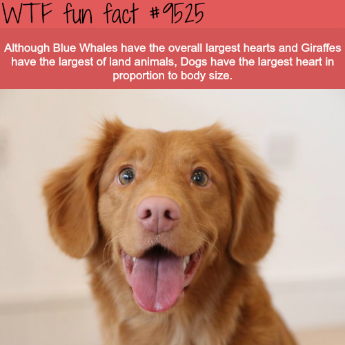 blue whale's blue whale heart facts - Wtf fun fact Although Blue Whales have the overall largest hearts and Giraffes have the largest of land animals, Dogs have the largest heart in proportion to body size.