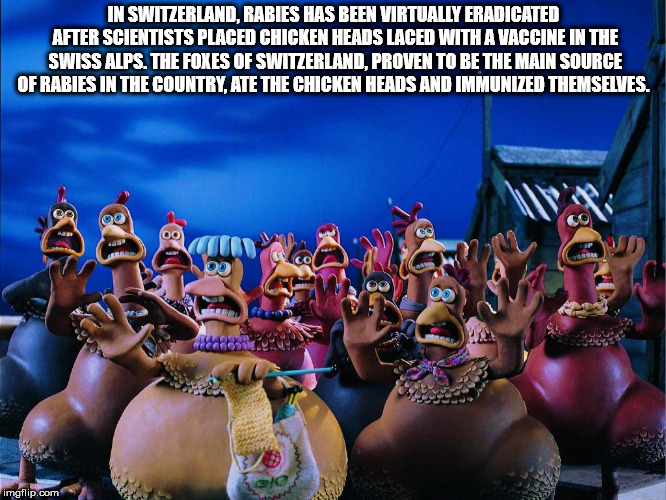nicki minaj chicken run - In Switzerland, Rabies Has Been Virtually Eradicated After Scientists Placed Chicken Heads Laced With A Vaccine In The Swiss Alps. The Foxes Of Switzerland, Proven To Be The Main Source Of Rabies In The Country Ate The Chicken He