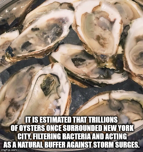 oyster - It Is Estimated That Trillions Of Oysters Once Surrounded New York City, Filtering Bacteria And Acting As A Natural Buffer Against Storm Surges. imgflip.com