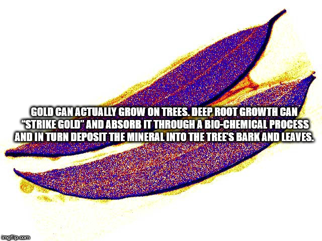 Nas Na Gold Can Actually Grow On Trees. Deep Root Growth Can "Strike Gold" And Absorb It Through A BioChemical Process And In Turn Deposit The Mineral Into The Tree'S Bark And Leaves. Marc Sa imgilip.com