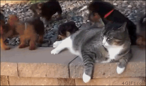 caturday gif of a cat being bothered by puppies