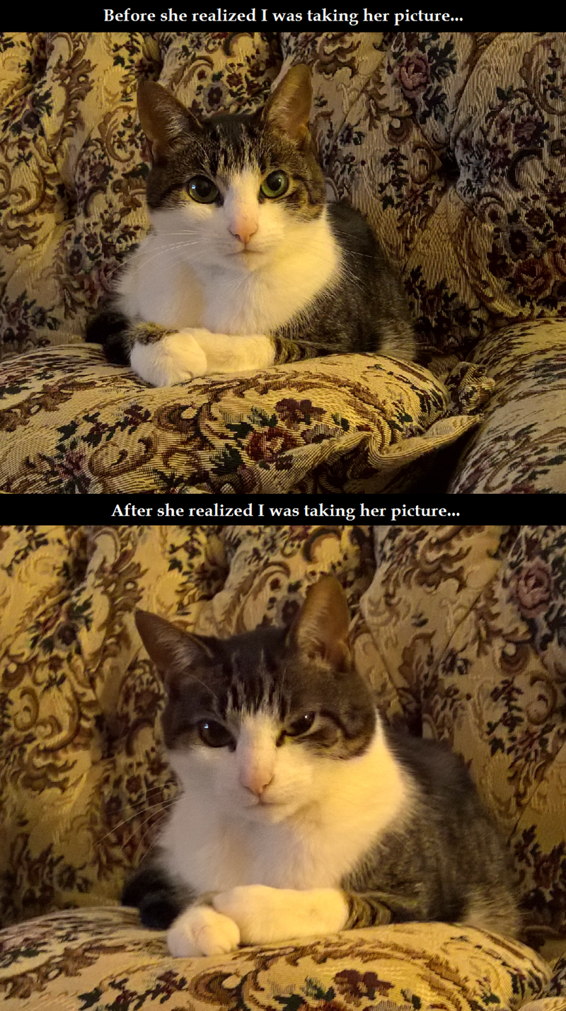 caturday meme of a cat posing for pictures