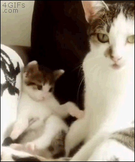 caturday gif of kitten learning how to groom itself