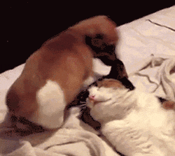 caturday gif of a puppy sitting on a cat's head