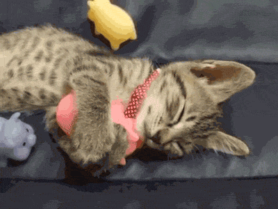 caturday gif of kitten hugging a toy in its sleep