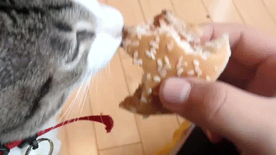 caturday gif of cat tasting a hamburger