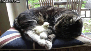 caturday gif of a cat snuggling with a bird