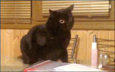 caturday gif of a curious cat