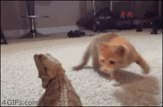 caturday gif of kitten playing with a lizard
