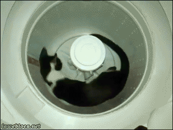 caturday gif of a cat spinning in a washing machine