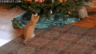 caturday gif of kittens playing with a christmas tree