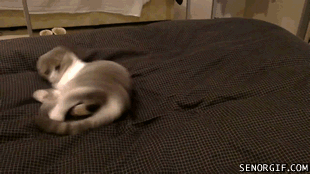 caturday gif of a cat playing with its tail