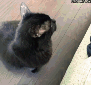 caturday gif of a cat getting tricked into eating a candy wrapper