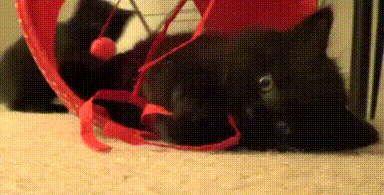 caturday gif of kitten playing with a string