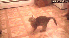 caturday gif of cat botching a jump