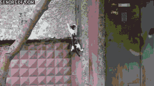 caturday gif of a cat climbing a building