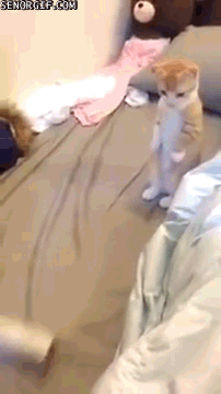 caturday gif of a kitten standing on its hind legs like a person
