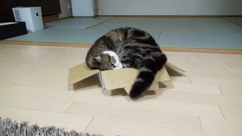 caturday gif of a cat napping inside a box