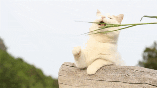 caturday gif of a cat playing with a blade of grass