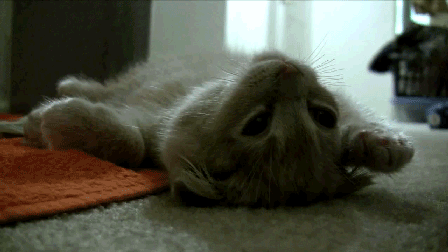caturday gif of a person playing with a cat's paw
