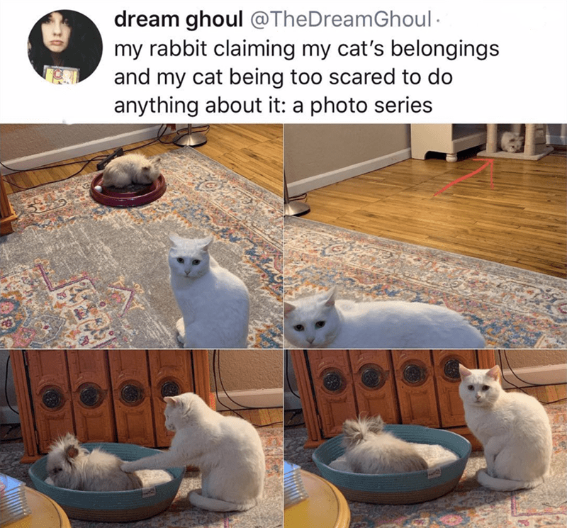 caturday meme with series of pics depicting a rabbit taking over a cat's bed